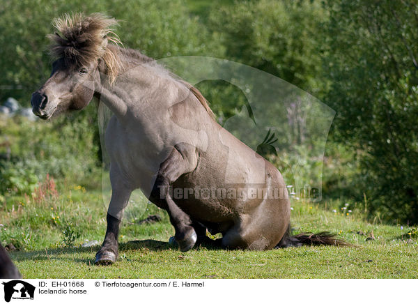 Islnder / Icelandic horse / EH-01668