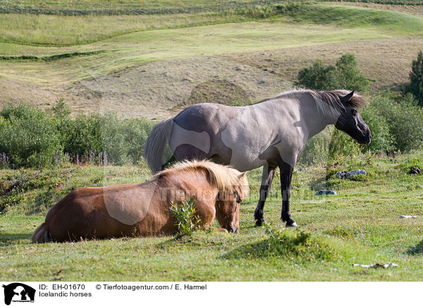 Islnder / Icelandic horses / EH-01670