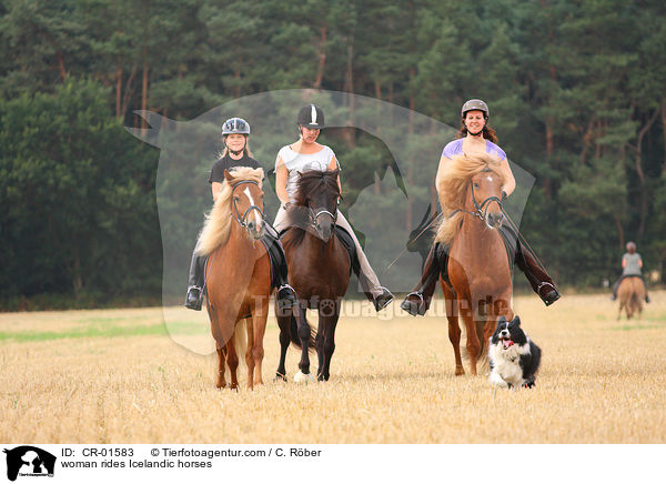 woman rides Icelandic horses / CR-01583