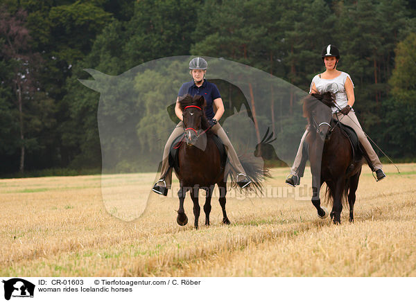 Frauen reiten Islnder / woman rides Icelandic horses / CR-01603