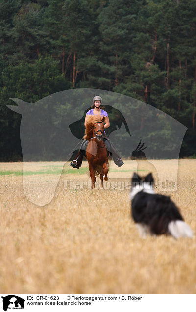Frau reitet Islnder / woman rides Icelandic horse / CR-01623