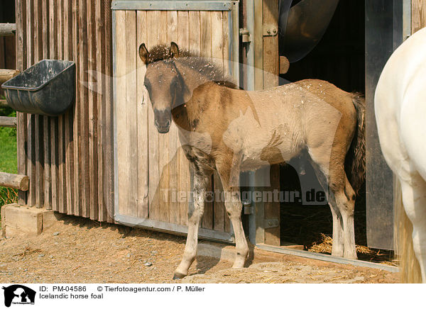 Icelandic horse foal / PM-04586