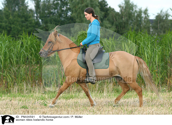 Frau reitet Islnder / woman rides Icelandic horse / PM-04591