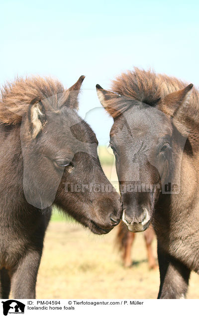 Islnder Fohlen / Icelandic horse foals / PM-04594
