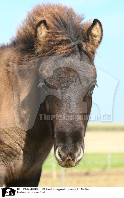 Islnder Fohlen / Icelandic horse foal / PM-04600
