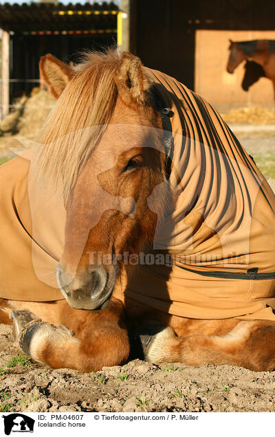 Islnder / Icelandic horse / PM-04607