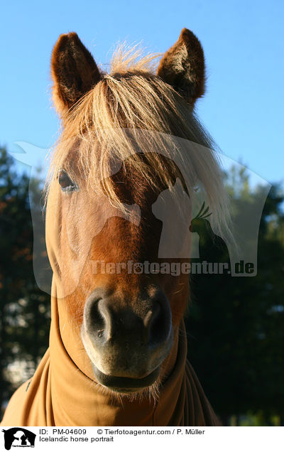 Islnder Portrait / Icelandic horse portrait / PM-04609