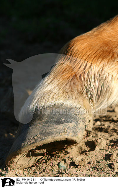 Islnder Huf / Icelandic horse hoof / PM-04611