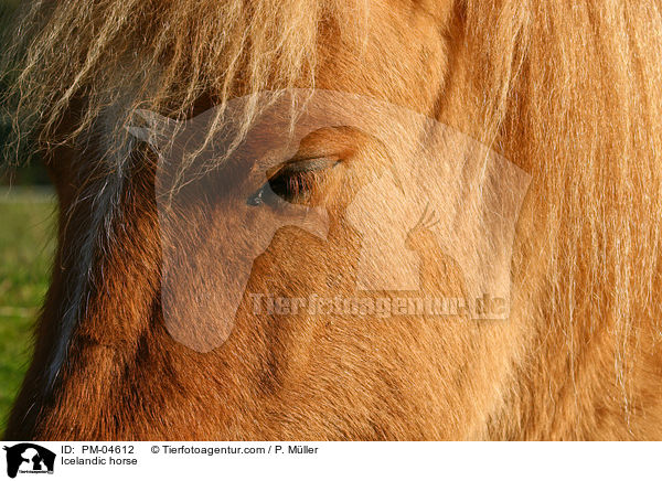 Islnder / Icelandic horse / PM-04612