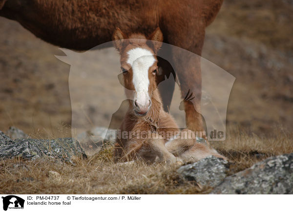Islnder Fohlen / Icelandic horse foal / PM-04737