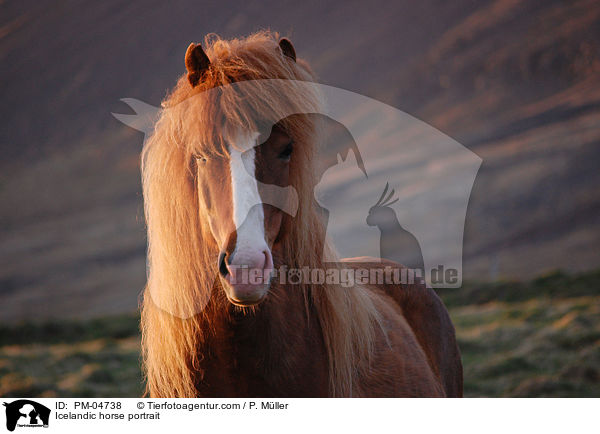 Islnder Portrait / Icelandic horse portrait / PM-04738
