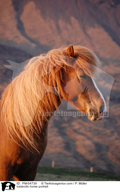 Islnder Portrait / Icelandic horse portrait / PM-04739