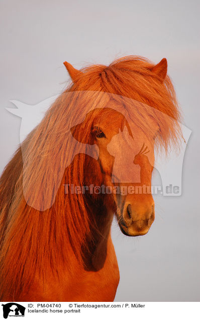 Islnder Portrait / Icelandic horse portrait / PM-04740