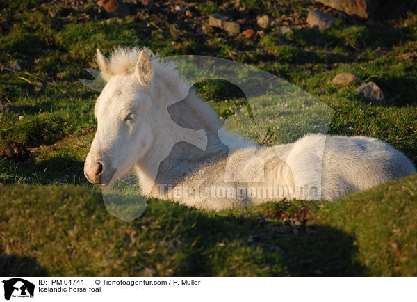 Islnder Fohlen / Icelandic horse foal / PM-04741