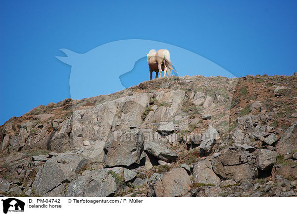 Islnder / Icelandic horse / PM-04742