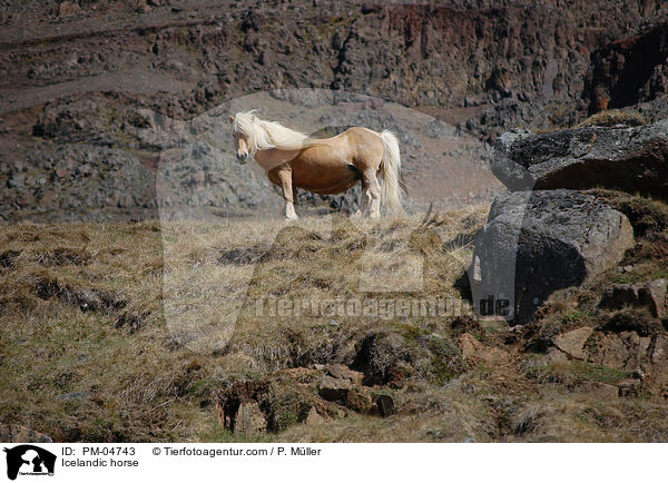 Islnder / Icelandic horse / PM-04743