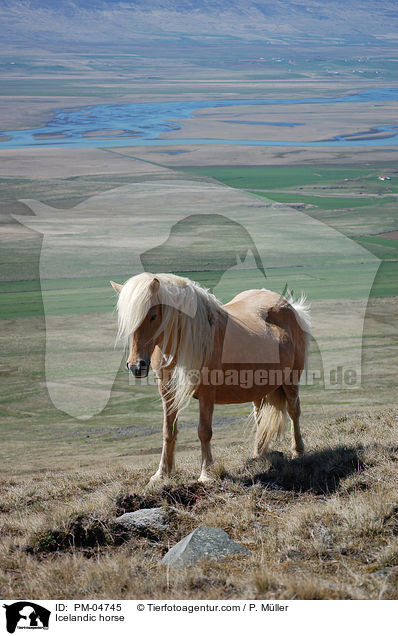 Islnder / Icelandic horse / PM-04745