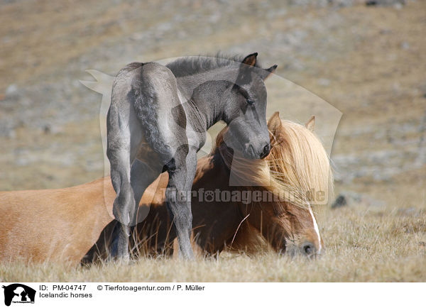 Islnder / Icelandic horses / PM-04747