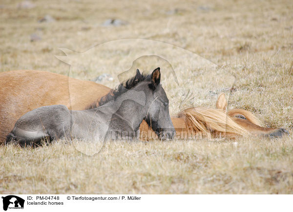 Islnder / Icelandic horses / PM-04748