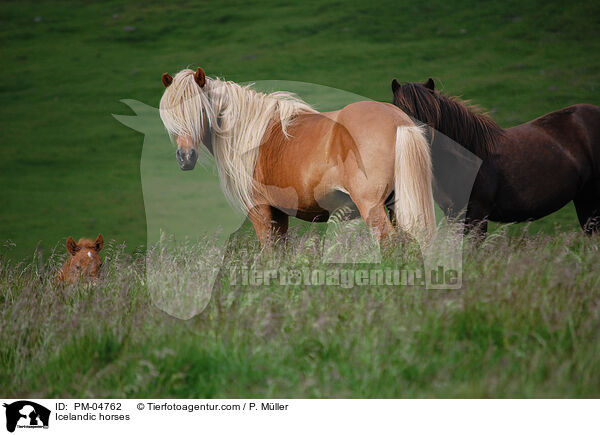 Islnder / Icelandic horses / PM-04762