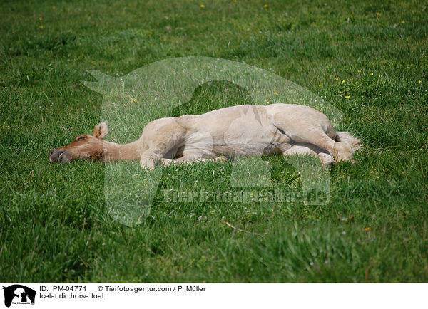 Islnder Fohlen / Icelandic horse foal / PM-04771