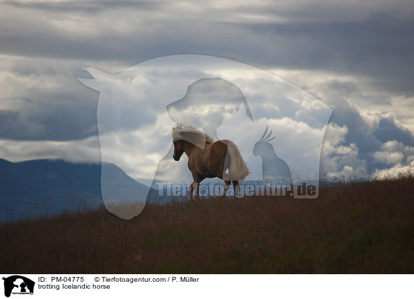 trabender Islnder / trotting Icelandic horse / PM-04775