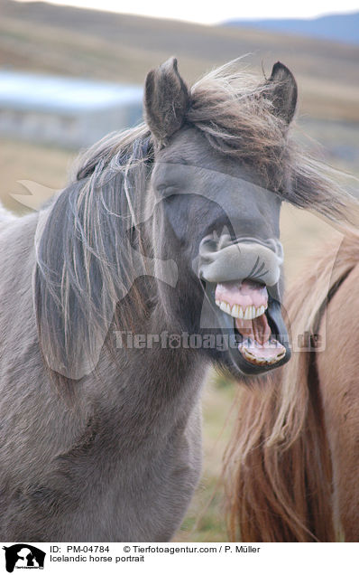 Islnder Portrait / Icelandic horse portrait / PM-04784