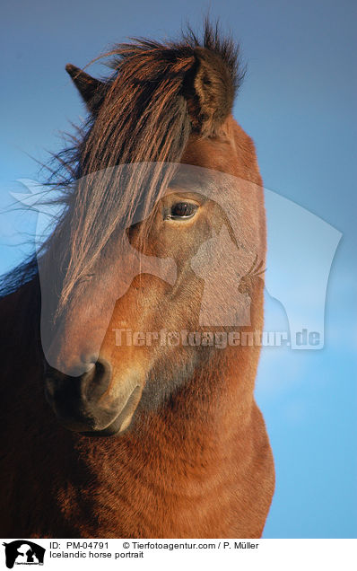 Islnder Portrait / Icelandic horse portrait / PM-04791