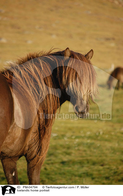 Islnder Portrait / Icelandic horse portrait / PM-04794