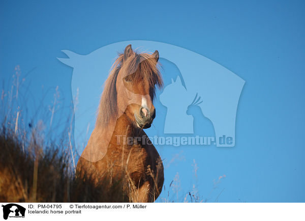 Islnder Portrait / Icelandic horse portrait / PM-04795