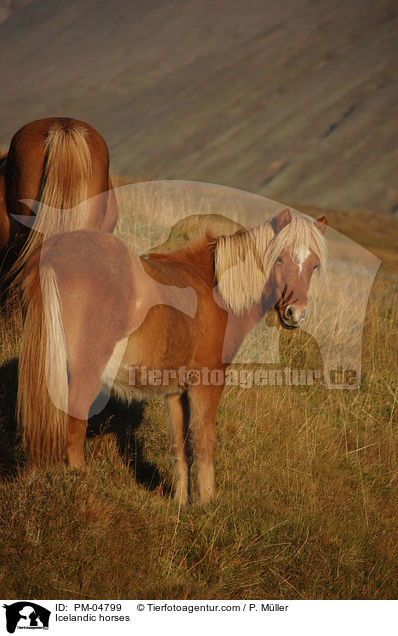 Islnder / Icelandic horses / PM-04799