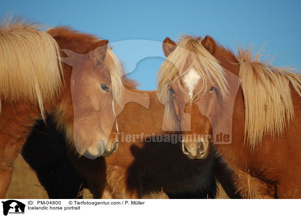Islnder Portrait / Icelandic horse portrait / PM-04800