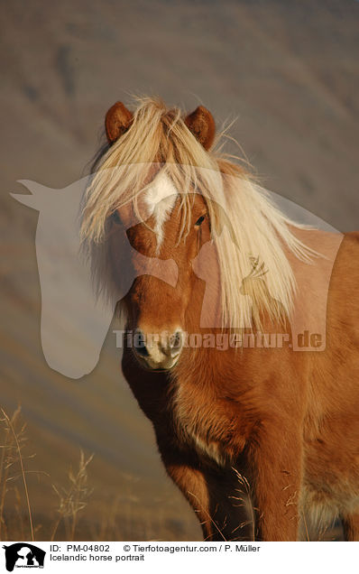 Islnder Portrait / Icelandic horse portrait / PM-04802