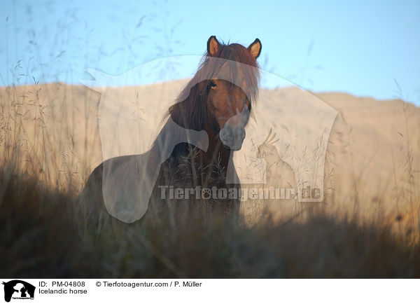 Islnder / Icelandic horse / PM-04808