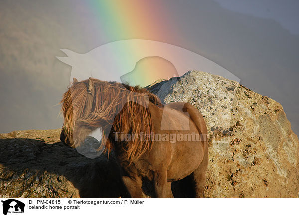 Icelandic horse portrait / PM-04815