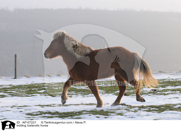 trabender Islnder / trotting Icelandic horse / AP-07221