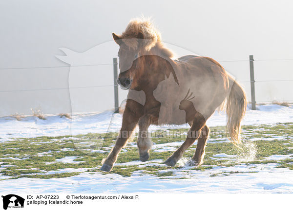 galoppierender Islnder / galloping Icelandic horse / AP-07223