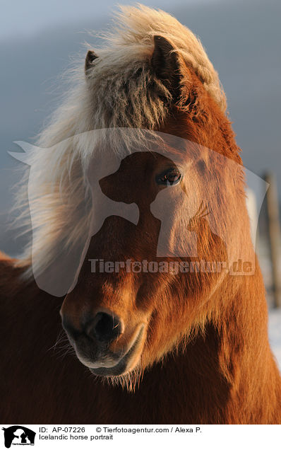 Islnder Portrait / Icelandic horse portrait / AP-07226