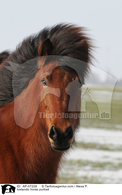 Islnder Portrait / Icelandic horse portrait / AP-07228