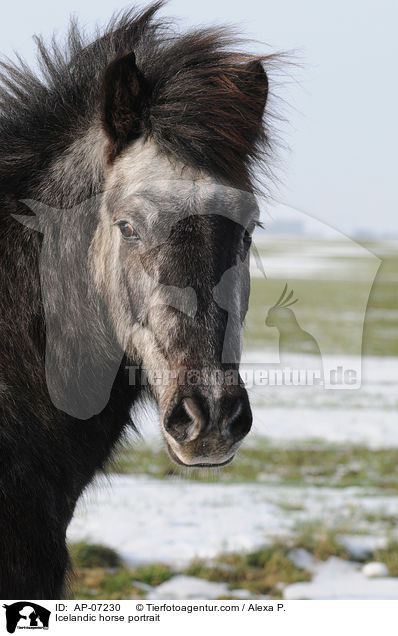 Islnder Portrait / Icelandic horse portrait / AP-07230