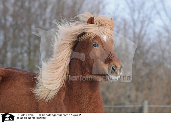 Islnder Portrait / Icelandic horse portrait / AP-07232