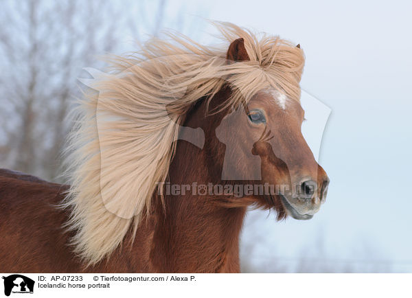 Islnder Portrait / Icelandic horse portrait / AP-07233