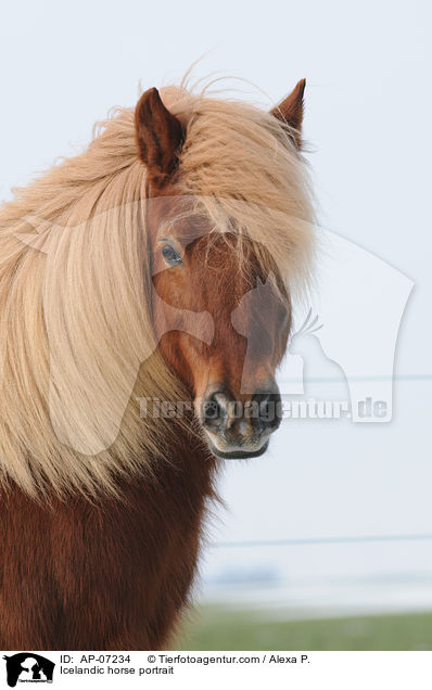 Islnder Portrait / Icelandic horse portrait / AP-07234