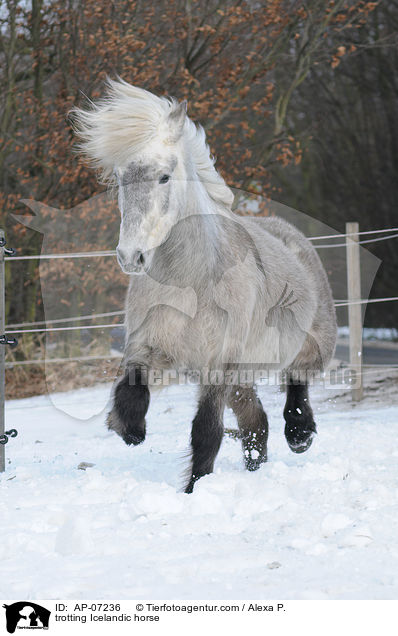 trabender Islnder / trotting Icelandic horse / AP-07236