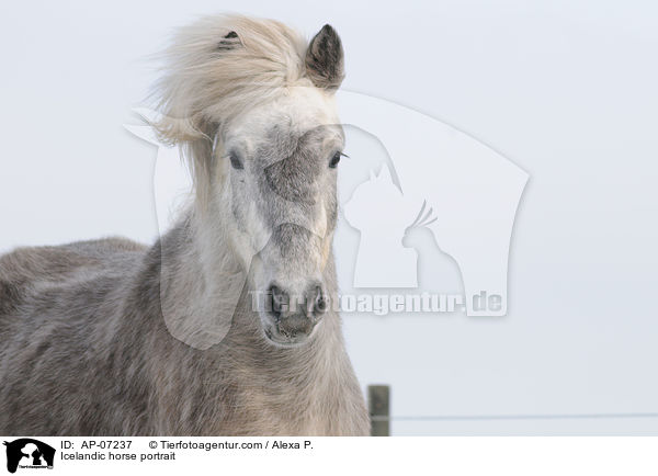 Islnder Portrait / Icelandic horse portrait / AP-07237