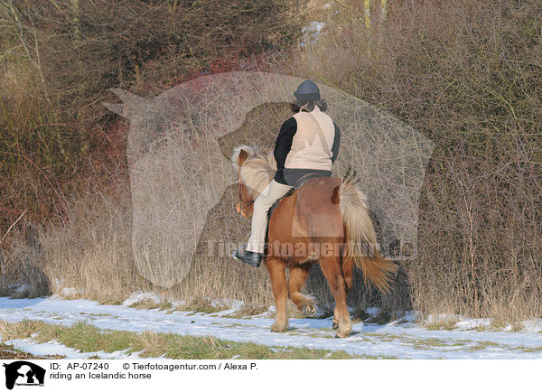 Ausritt mit Islnder / riding an Icelandic horse / AP-07240