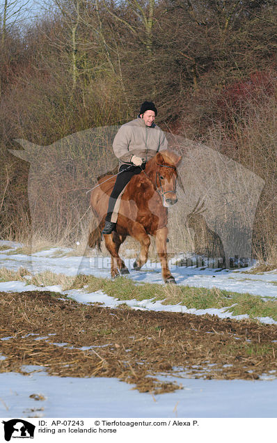 Ausritt mit Islnder / riding an Icelandic horse / AP-07243