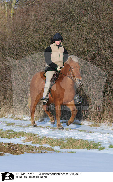 Ausritt mit Islnder / riding an Icelandic horse / AP-07244