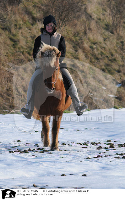 Ausritt mit Islnder / riding an Icelandic horse / AP-07245