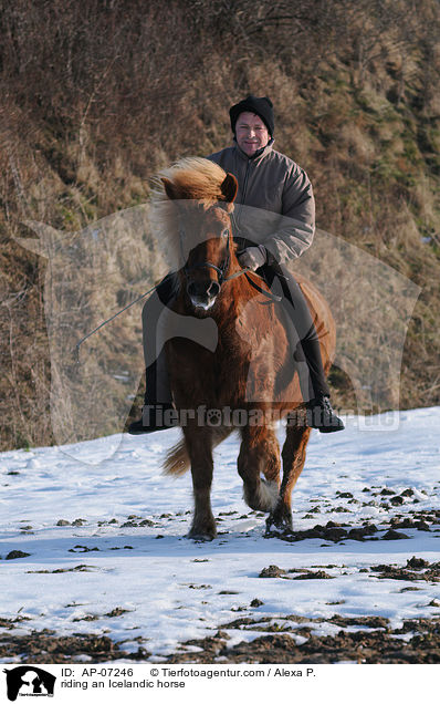 Ausritt mit Islnder / riding an Icelandic horse / AP-07246